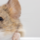 Illustration for article titled Mice With Genetically Humanized Brains Learn Faster
